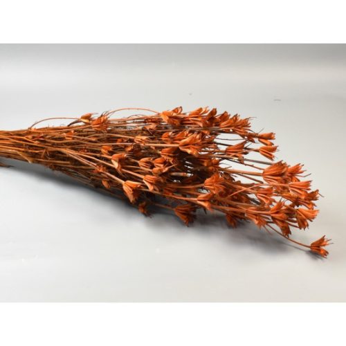 Nigella orientale 100g narancs