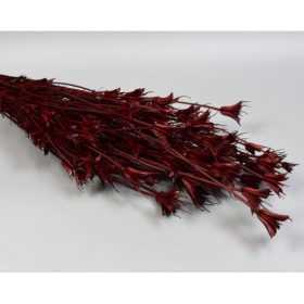 Nigella orientale 100g bordó