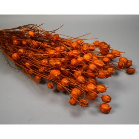 Nigella damascena 100g narancs