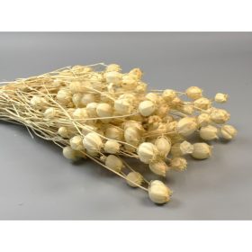 Nigella damascena 100g fehérített