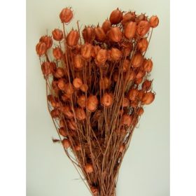 Nigella damascena 100g barna