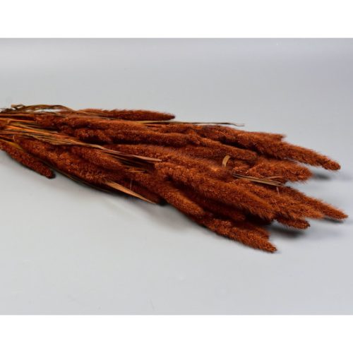 Muhar 100g barna