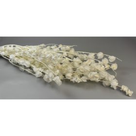 Lampion fehérített