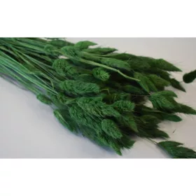 Lagurus 50g söt.zöld