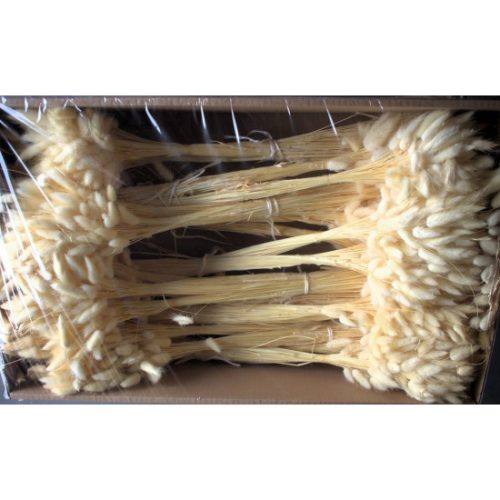 Lagurus 50g fehérített Z403. árcsop.