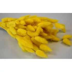 Lagurus 50g feh.sárga