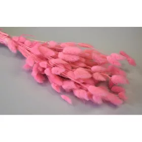 Lagurus 50g feh.rózsaszín
