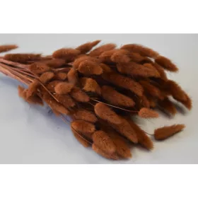 Lagurus 50g barna