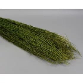 Koriander 100g 65cm mohazöld