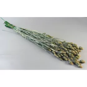 Fénymag 100g zúzmarás söt.zöld