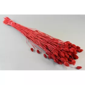 Fénymag 100g feh.piros