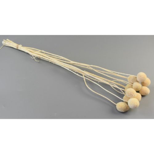 Craspedia 40-50cm fehérített