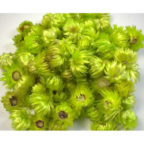 Capblume fej lime