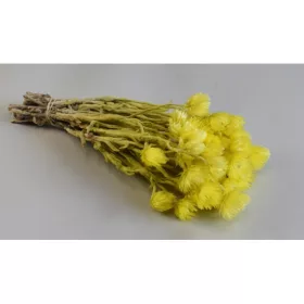 Capblume csokor 30-40cm sárga