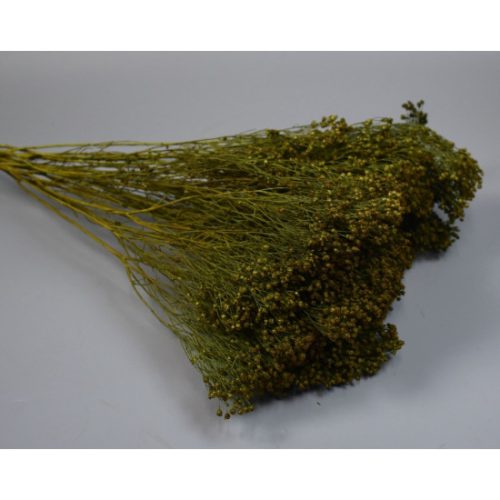 Broom Bloom 100g söt.zöld