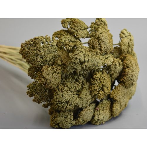 Achillea prep. zúzmarás mohazöld