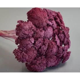 Achillea prep. zúzmarás eper