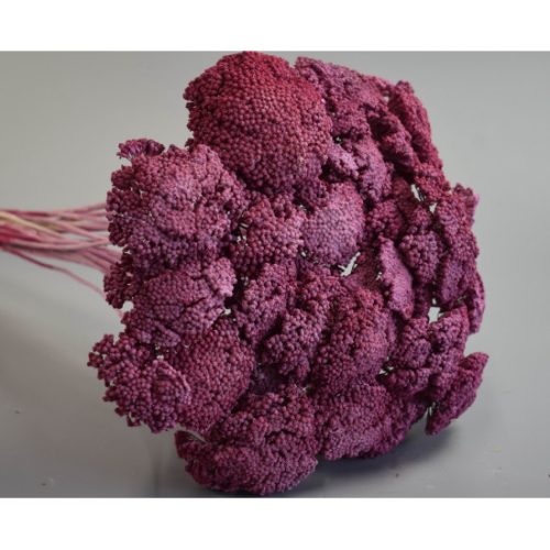 Achillea prep. zúzmarás eper