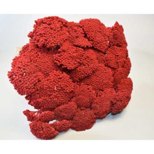 Achillea prep. piros