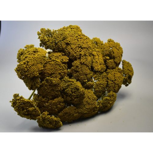 Achillea prep. mohazöld