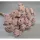 Achillea falfestékes mályva