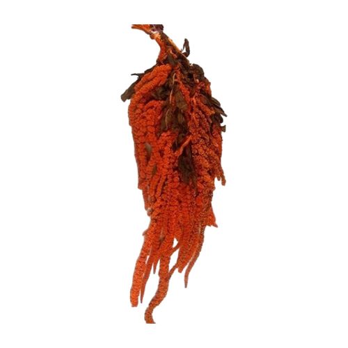 Amaranthus caudatus prep. narancs 2x0,2kg