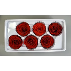 Örökrózsa 6cm piros