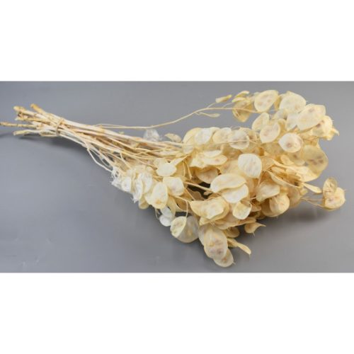 Lunaria Holdviola fehérített