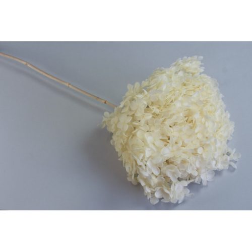 Hortenzia 20cm prep. fehérített