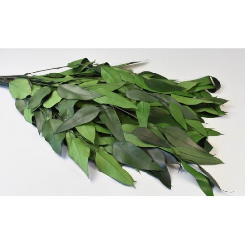 Eukalyptus lándzsa levelű spec. prep. söt.zöld