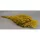 Broom Bloom 100g falfestékes sárga