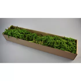Amaranthus caudatus prep. vil.zöld 2x0,2kg
