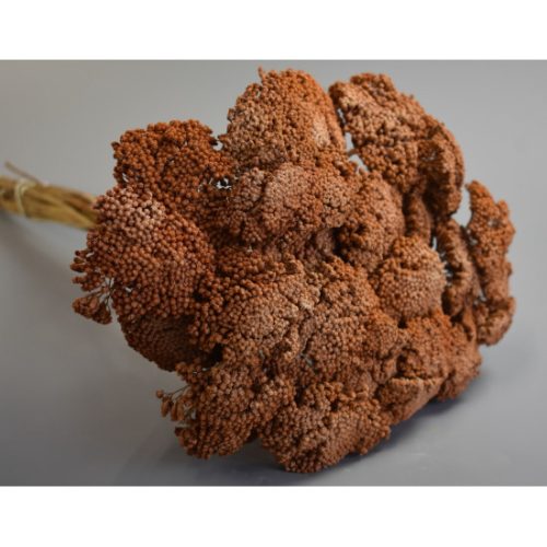 Achillea prep. zúzmarás narancs