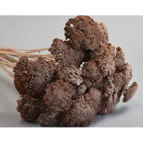 Achillea prep. zúzmarás barna