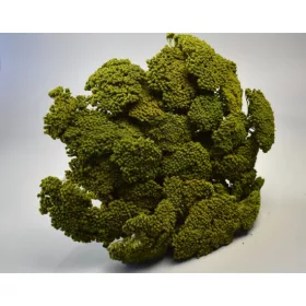 Achillea prep. vil.zöld