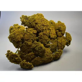Achillea prep. mohazöld