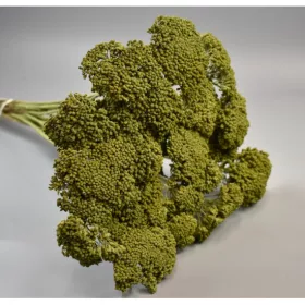 Achillea falfestékes olíva