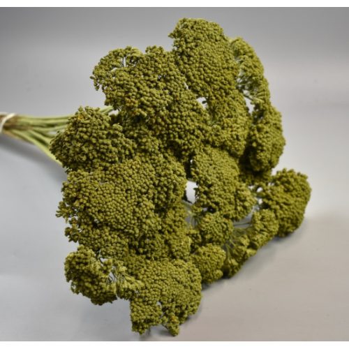 Achillea falfestékes olíva
