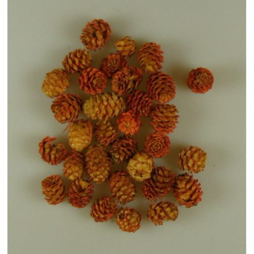 Salignum narancs