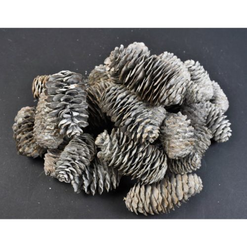 Kínai hosszúkás toboz 5-6cm zúzmarás
