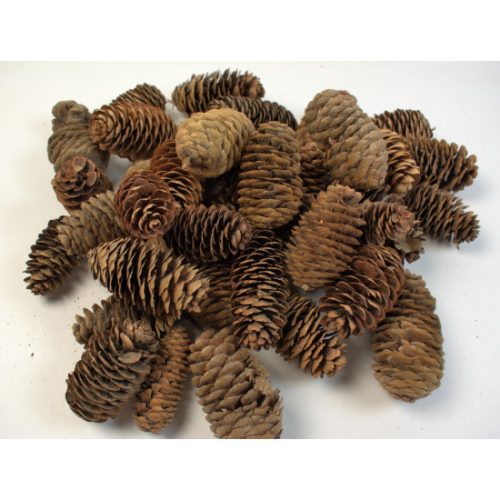 Kínai hosszúkás toboz 5-6cm natúr