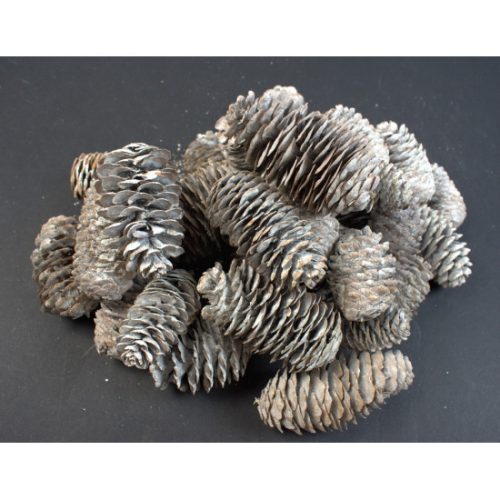 Kínai hosszúkás toboz 5-6cm havas