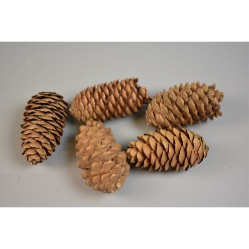 Kínai hosszúkás toboz 5-6cm 1kg natúr
