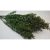 Ruscus vil.zöld