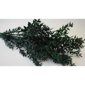 Ruscus söt.zöld