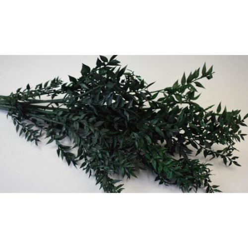 Ruscus söt.zöld