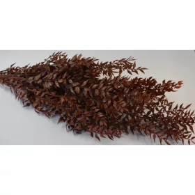 Ruscus narancs