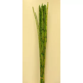 Nádköteg vil.zöld