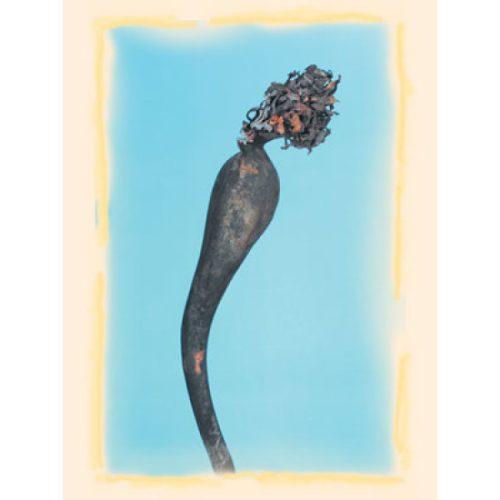 Kelp 1m natúr