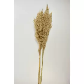 Giant reed natúr